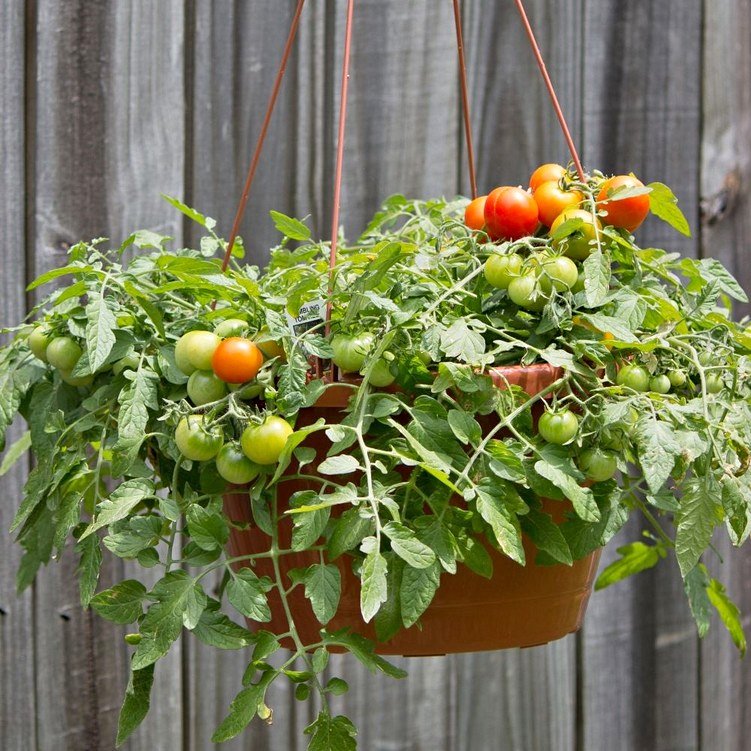 Self-Watering Hanging Planter with Iron Chain